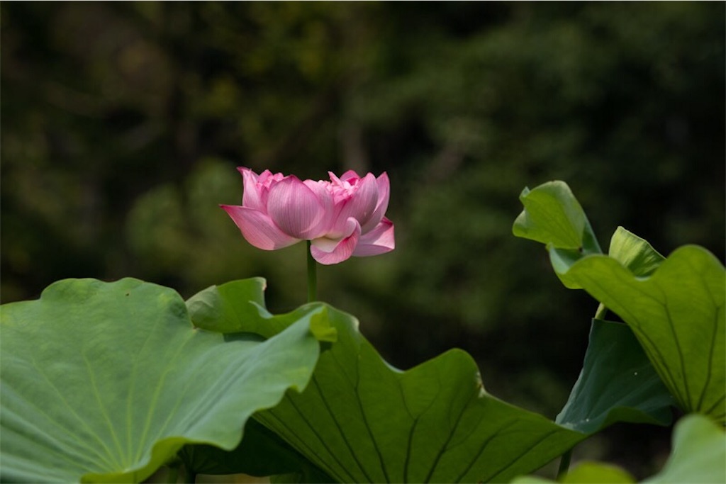 f:id:Jiroviolet:20190730061408j:image