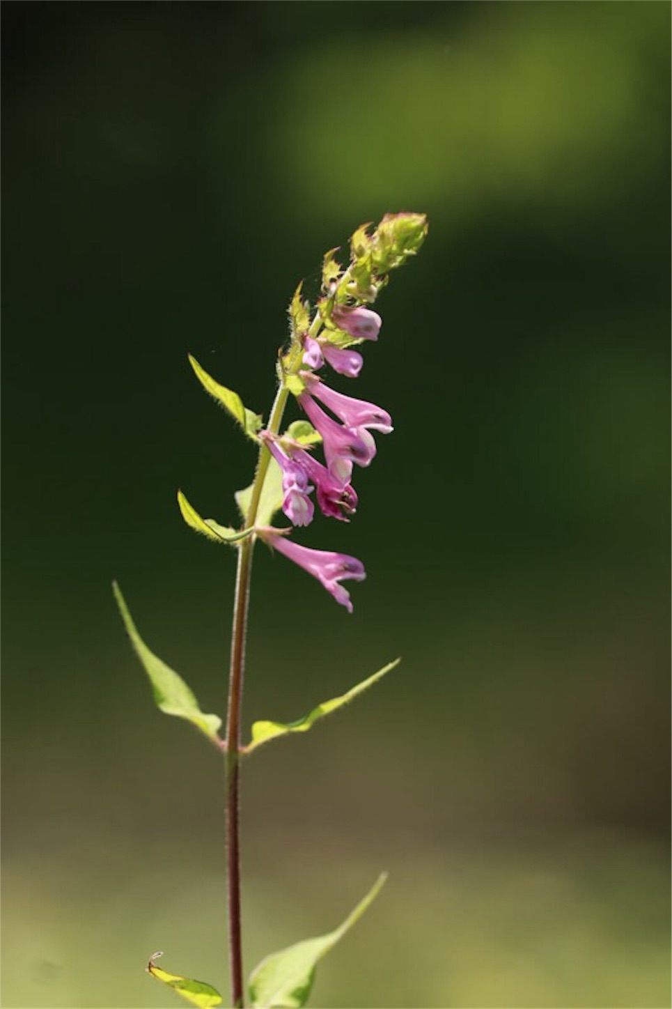 f:id:Jiroviolet:20190808200454j:image