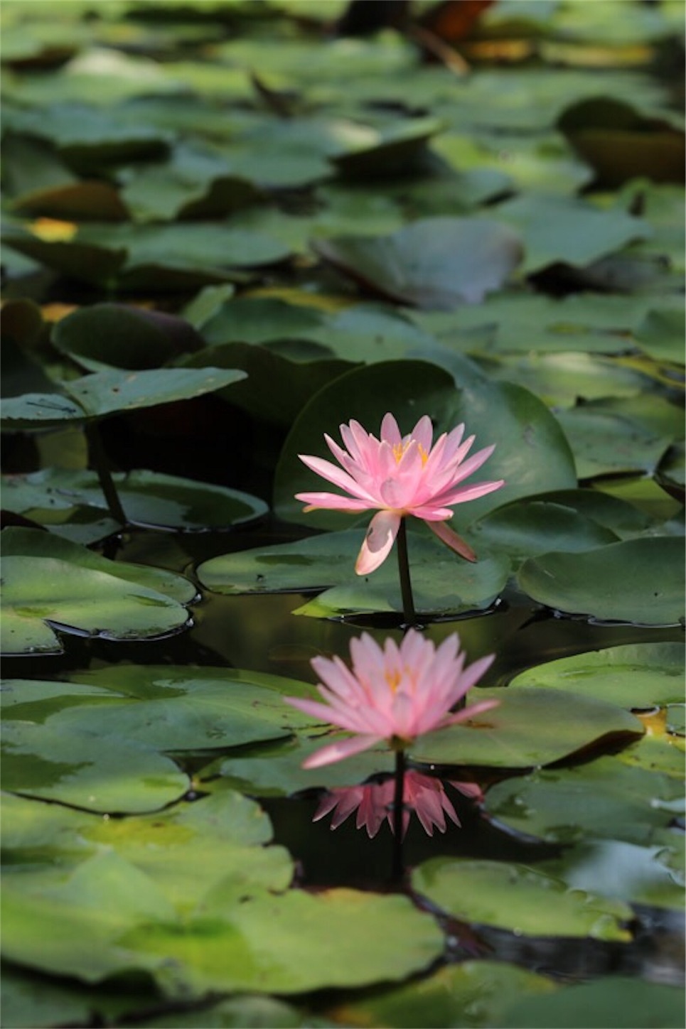 f:id:Jiroviolet:20190808200503j:image