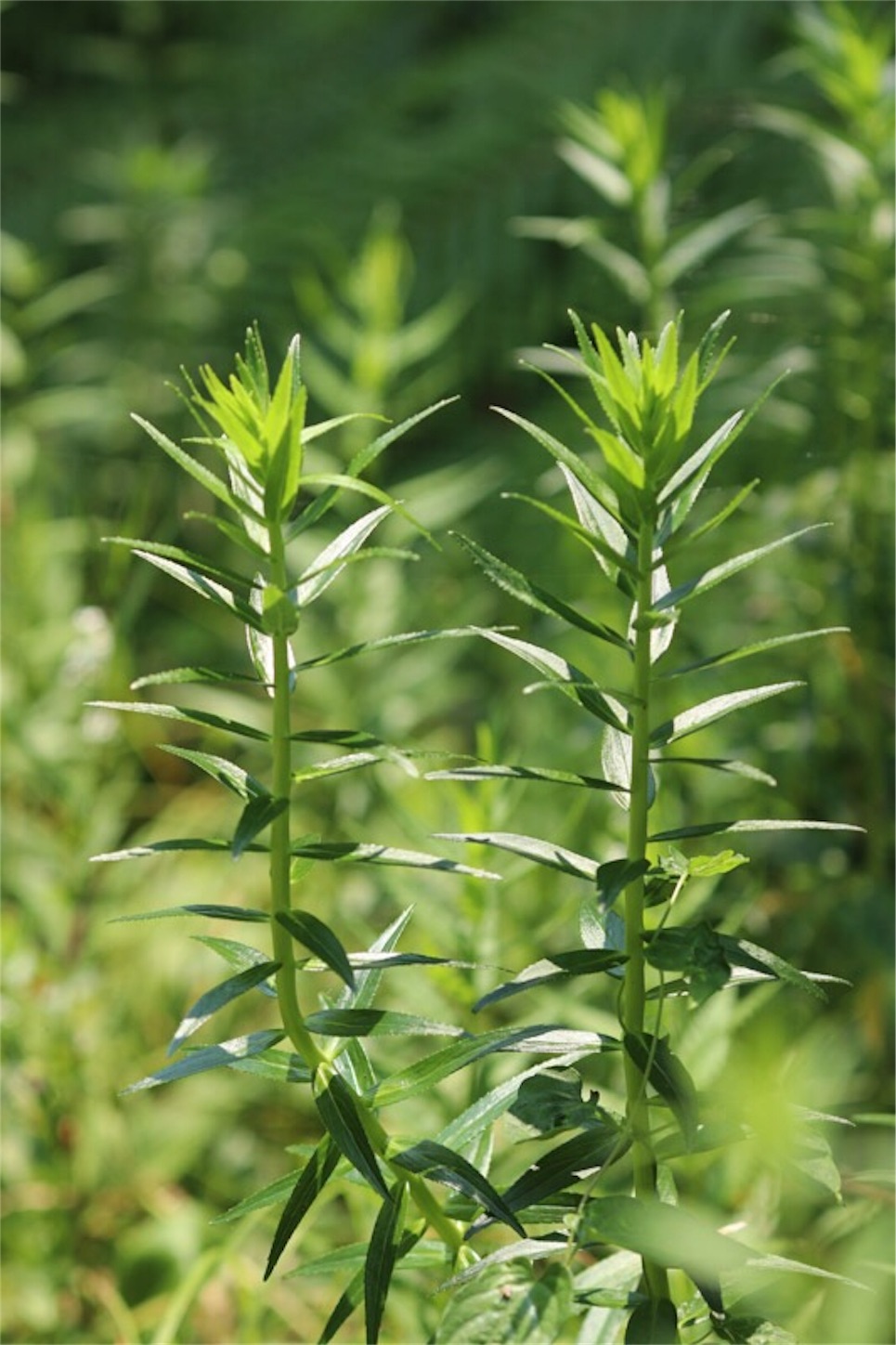 f:id:Jiroviolet:20190809083239j:image