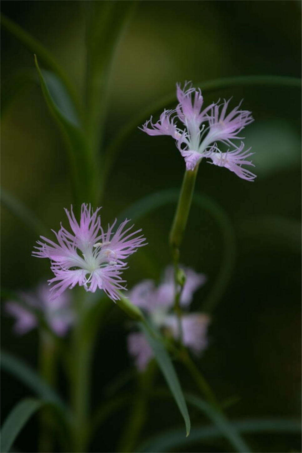 f:id:Jiroviolet:20190809151020j:image