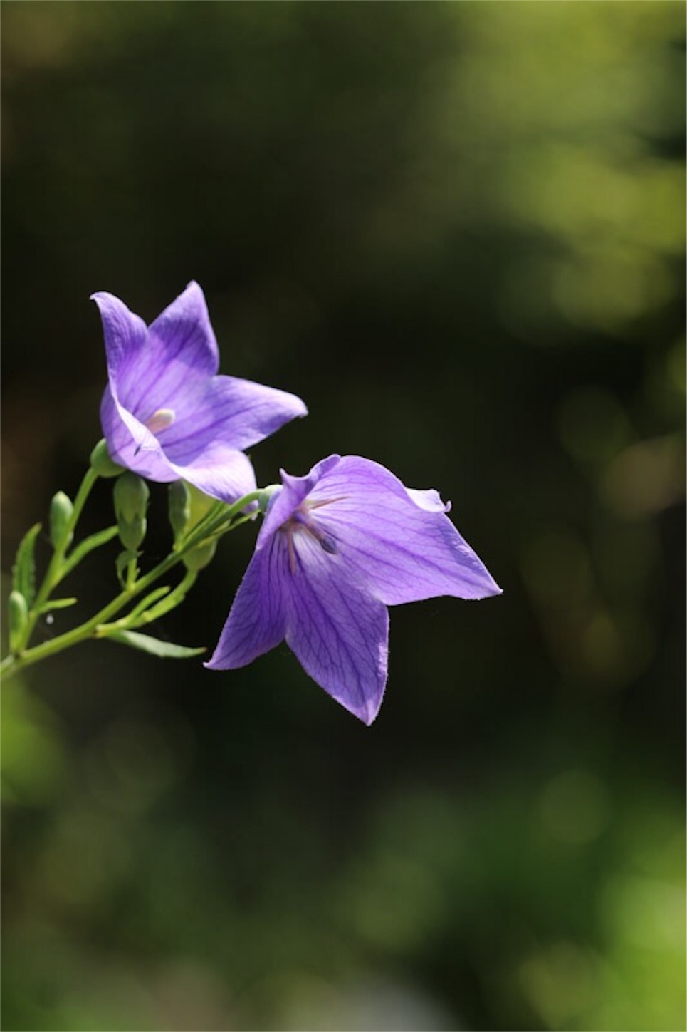 f:id:Jiroviolet:20190809151025j:image