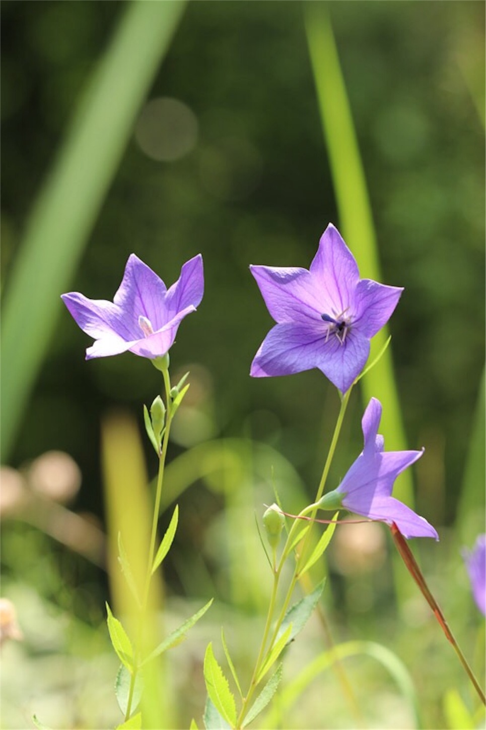 f:id:Jiroviolet:20190809151034j:image