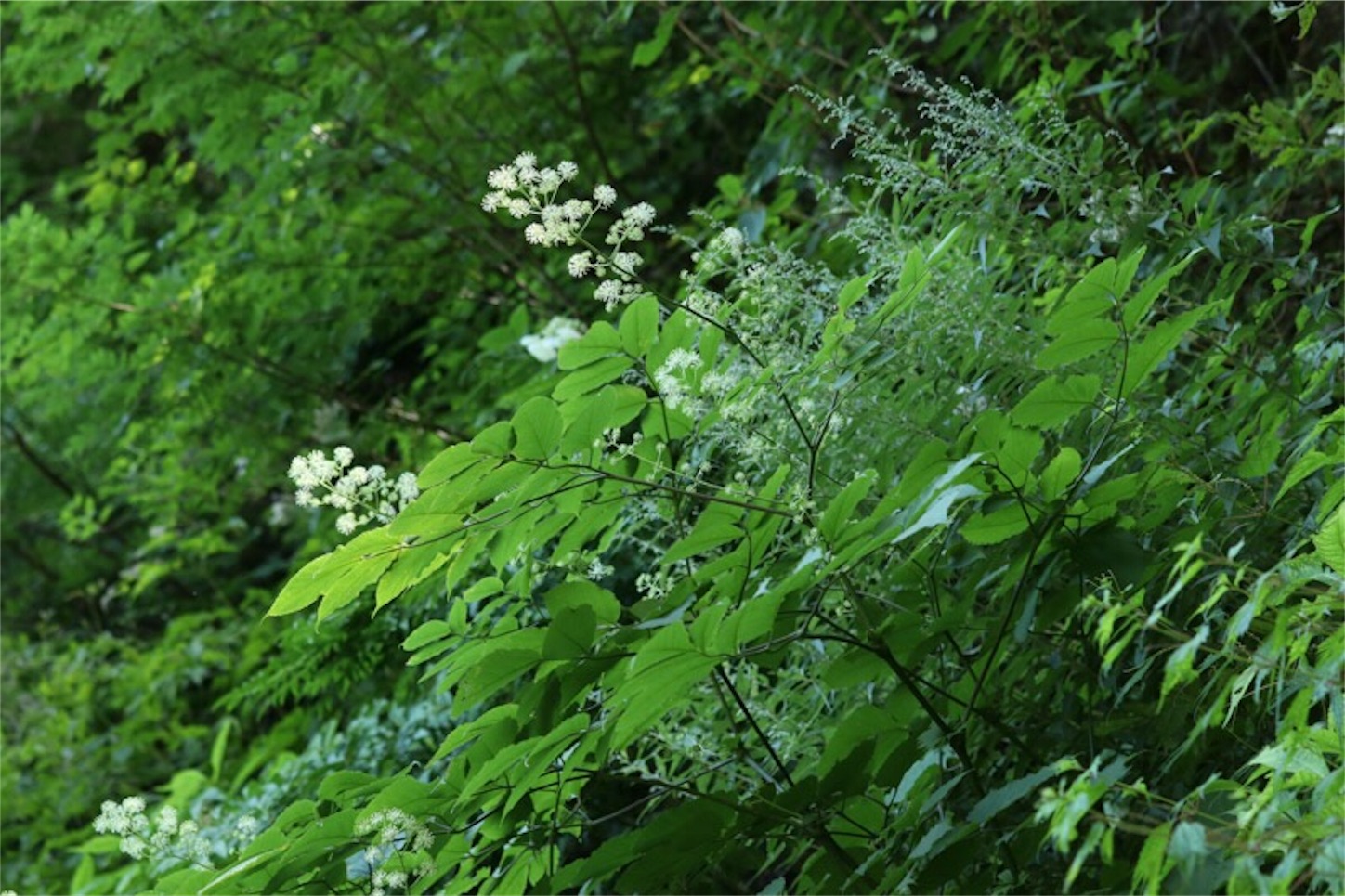 f:id:Jiroviolet:20190810132400j:image f:id:Jiroviolet:20190810132400j:image