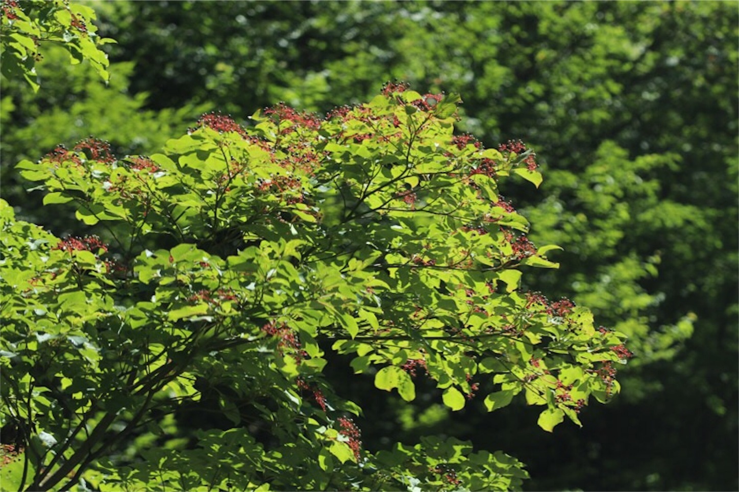 f:id:Jiroviolet:20190810132411j:image f:id:Jiroviolet:20190810132411j:image