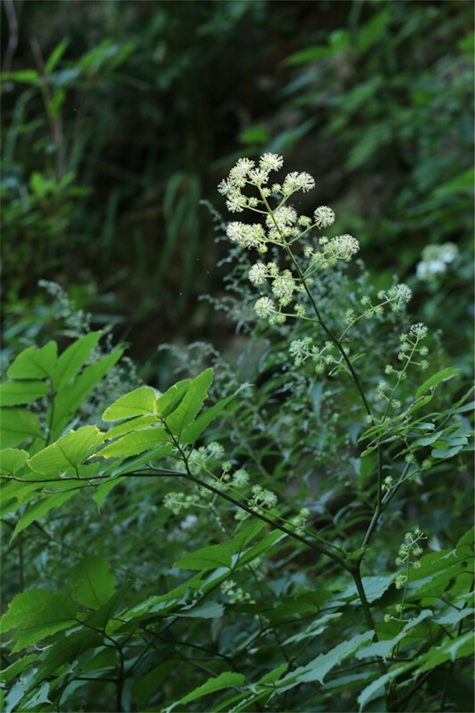 f:id:Jiroviolet:20190810132416j:image f:id:Jiroviolet:20190810132416j:image