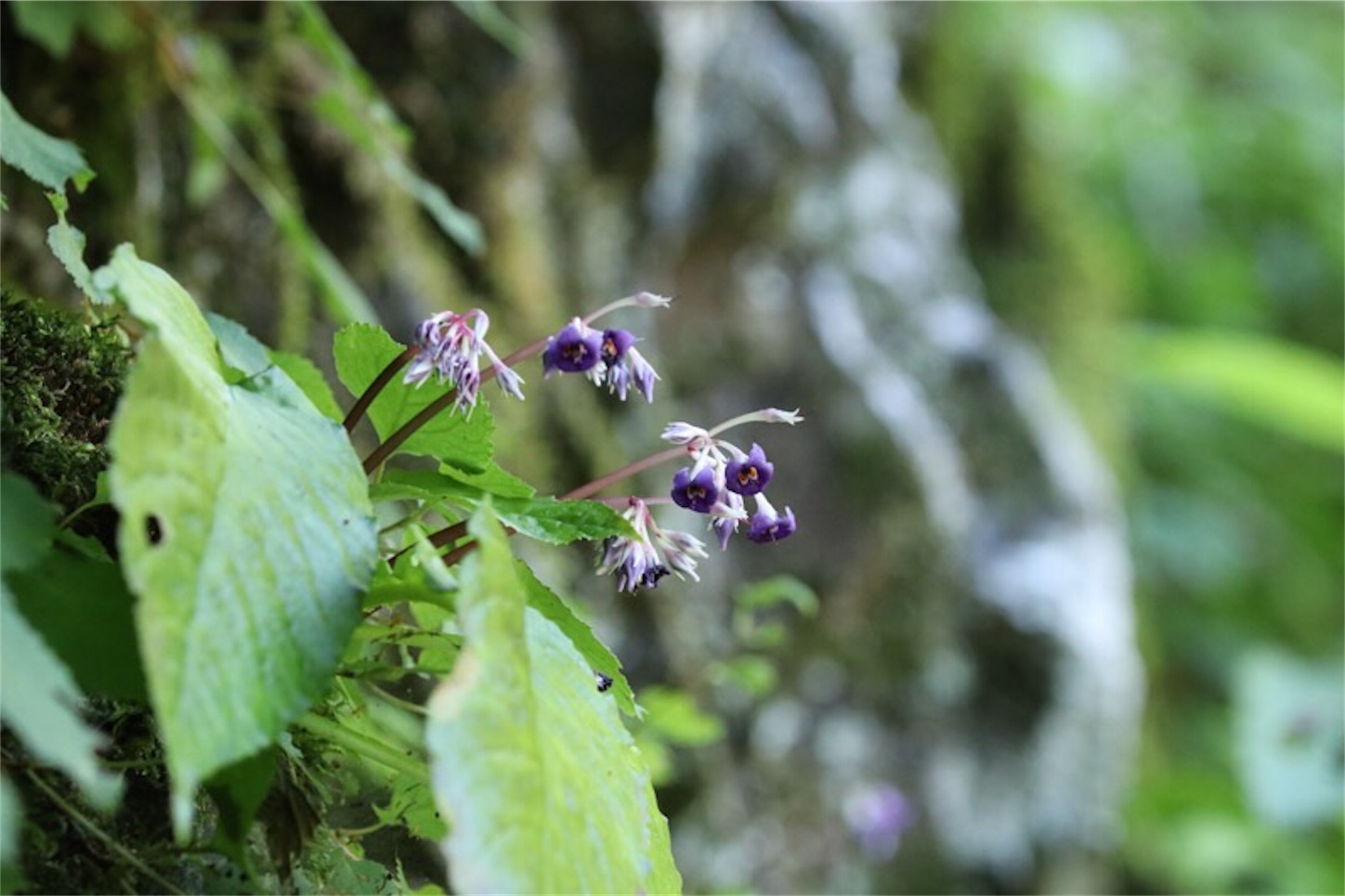f:id:Jiroviolet:20190810132420j:image f:id:Jiroviolet:20190810132420j:image