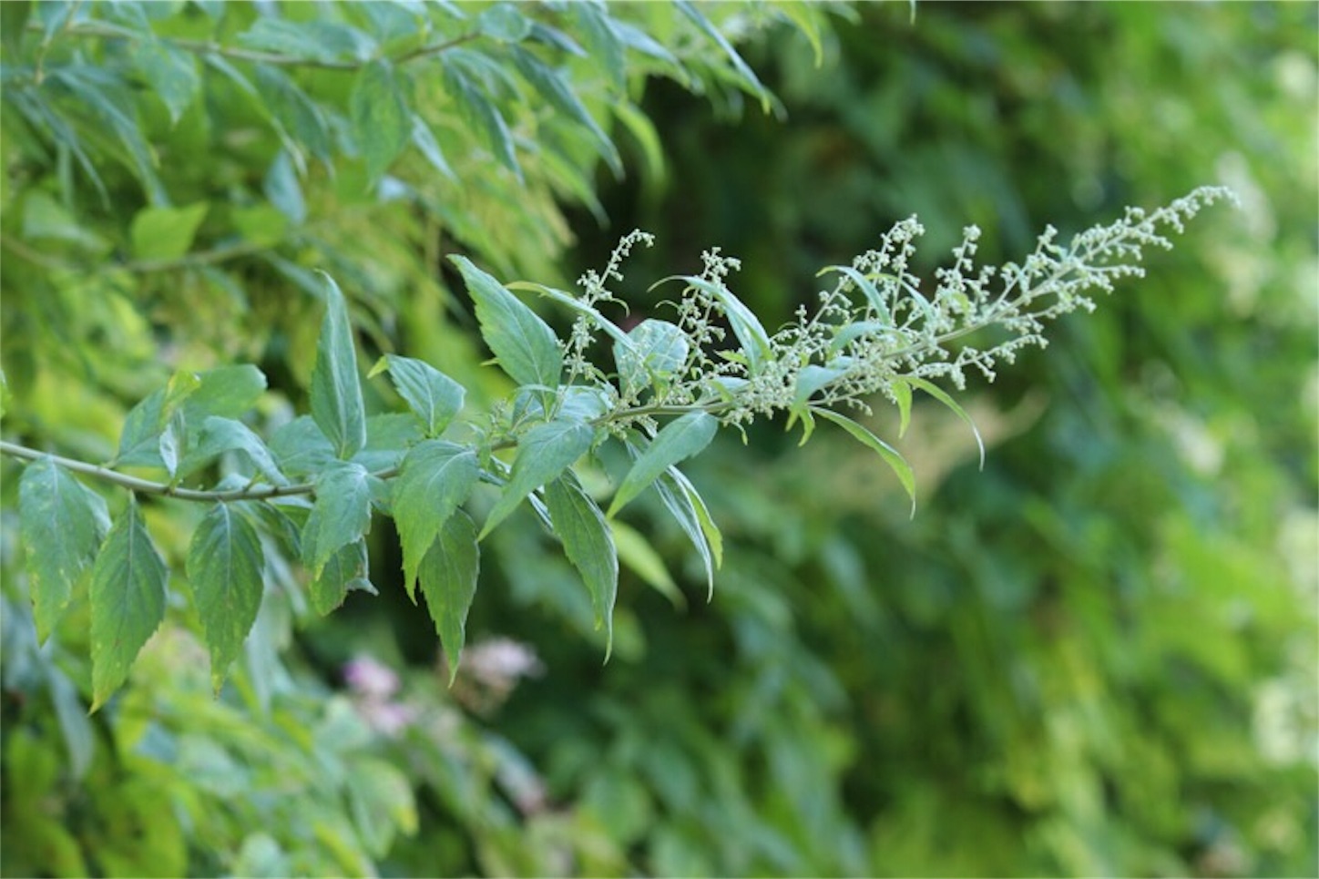 f:id:Jiroviolet:20190810132527j:image f:id:Jiroviolet:20190810132527j:image