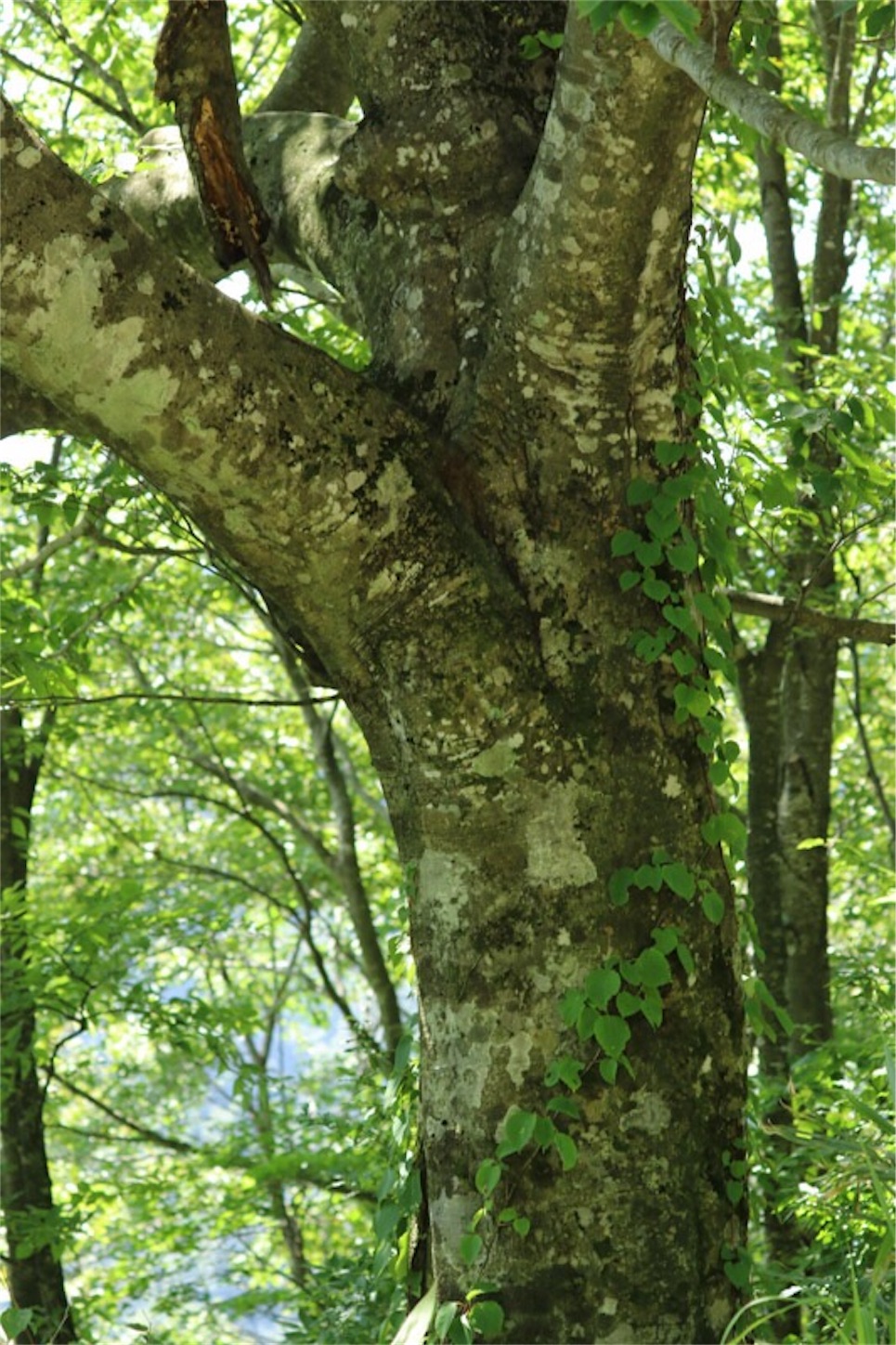 f:id:Jiroviolet:20190810132753j:image f:id:Jiroviolet:20190810132753j:image