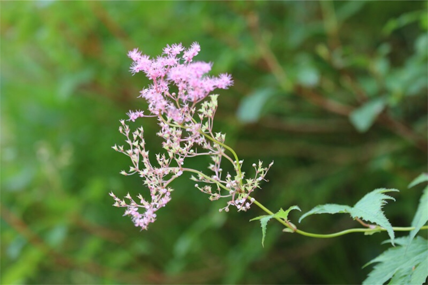f:id:Jiroviolet:20190810134420j:image f:id:Jiroviolet:20190810134420j:image
