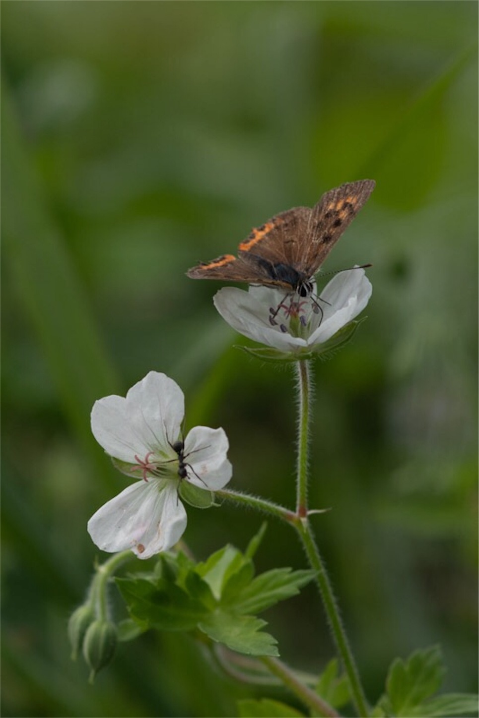 f:id:Jiroviolet:20190902214814j:image f:id:Jiroviolet:20190902214814j:image