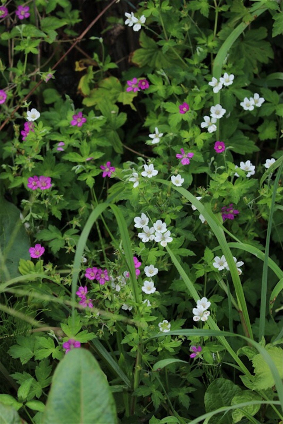 f:id:Jiroviolet:20190902214820j:image f:id:Jiroviolet:20190902214820j:image