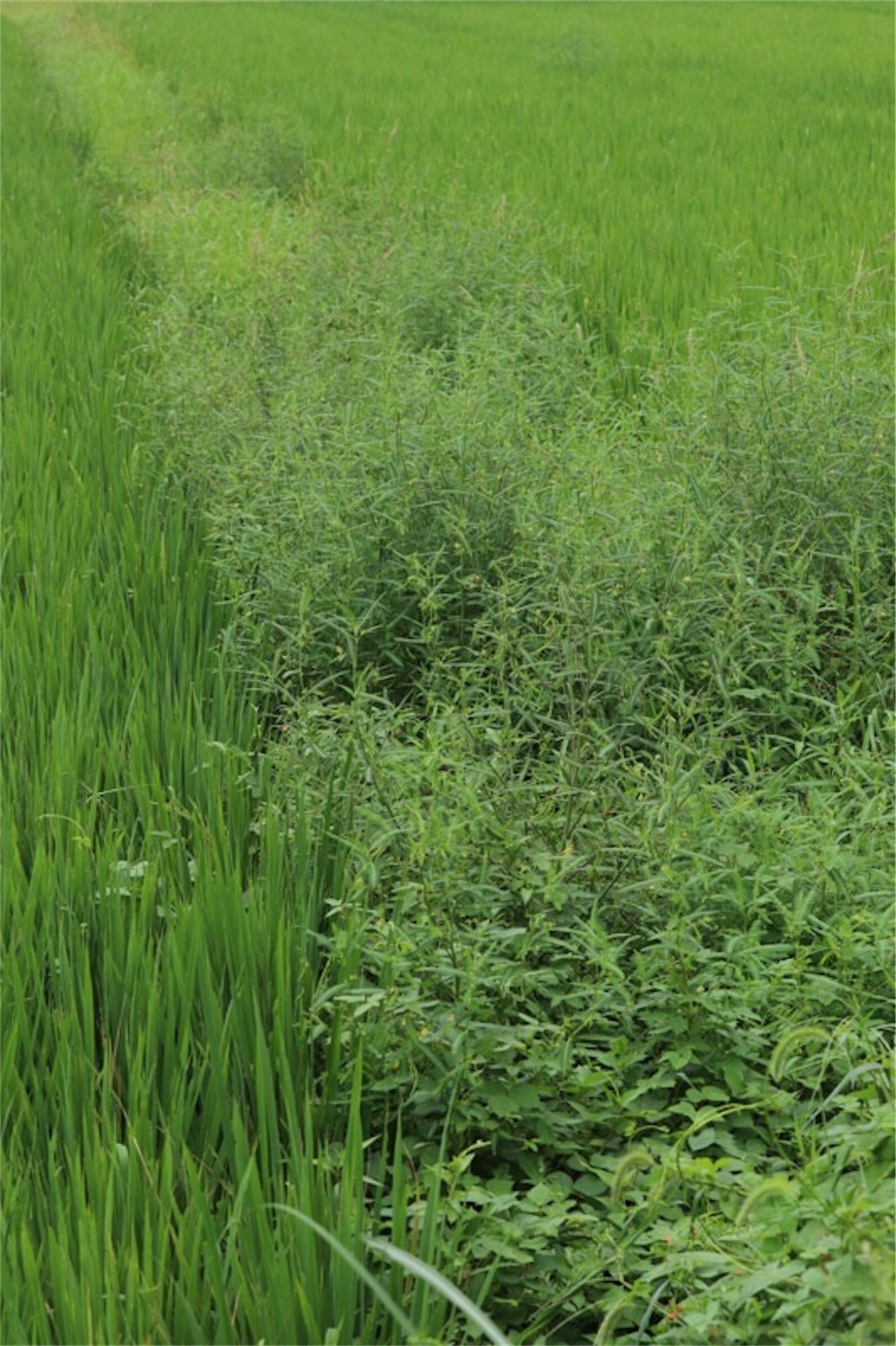 f:id:Jiroviolet:20190904080508j:image f:id:Jiroviolet:20190904080508j:image