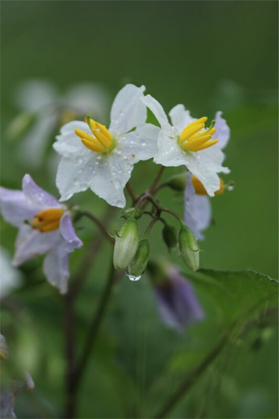 f:id:Jiroviolet:20190904082553j:image f:id:Jiroviolet:20190904082553j:image