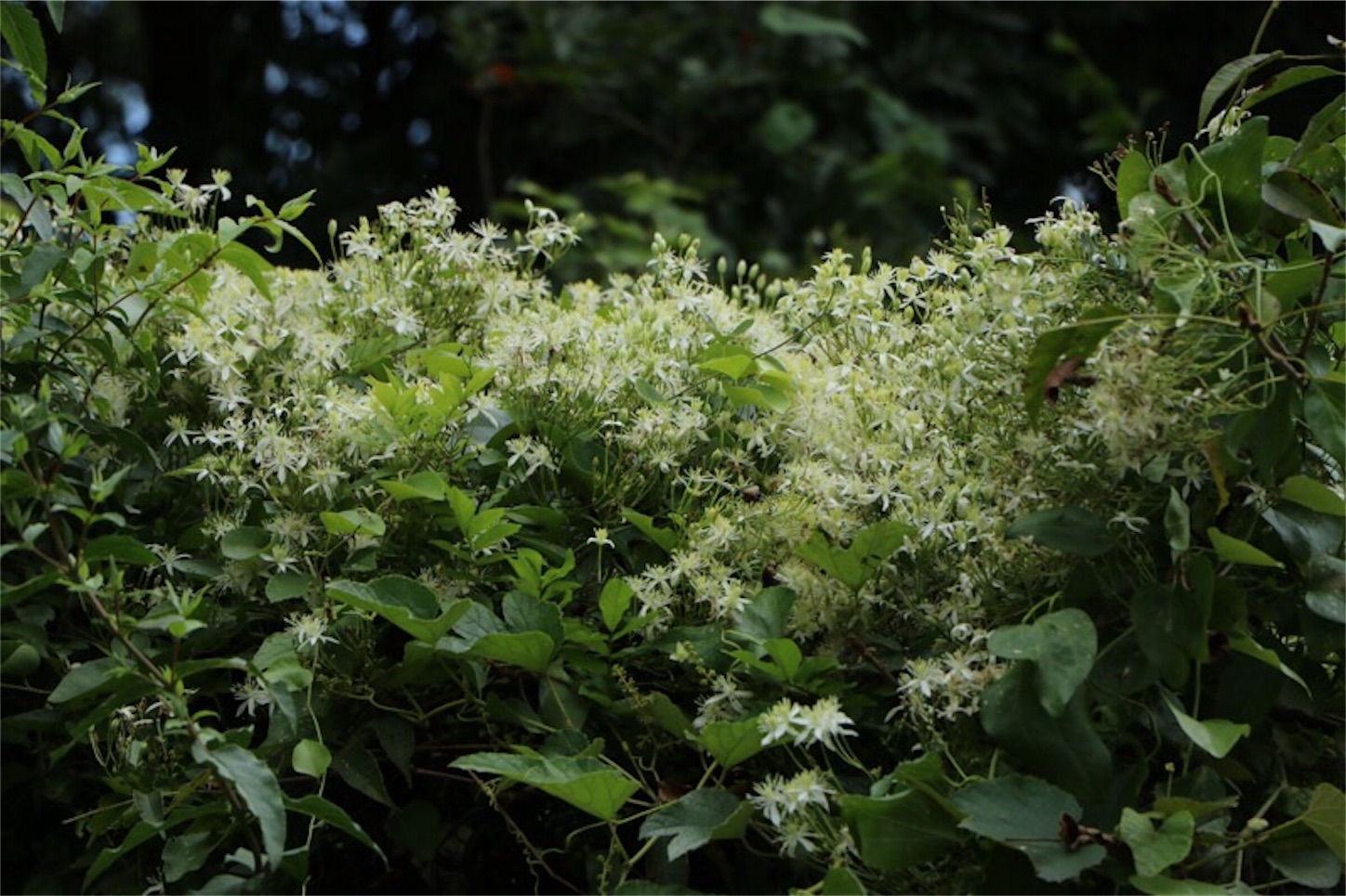 f:id:Jiroviolet:20190909184553j:image f:id:Jiroviolet:20190909184553j:image