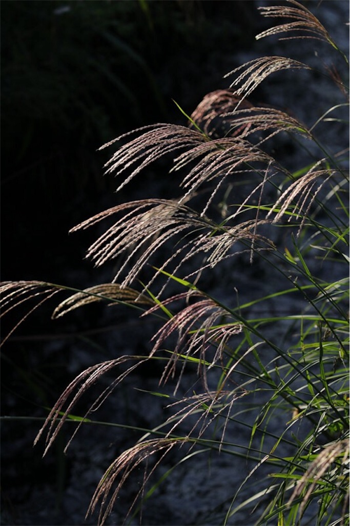 f:id:Jiroviolet:20190914064559j:image