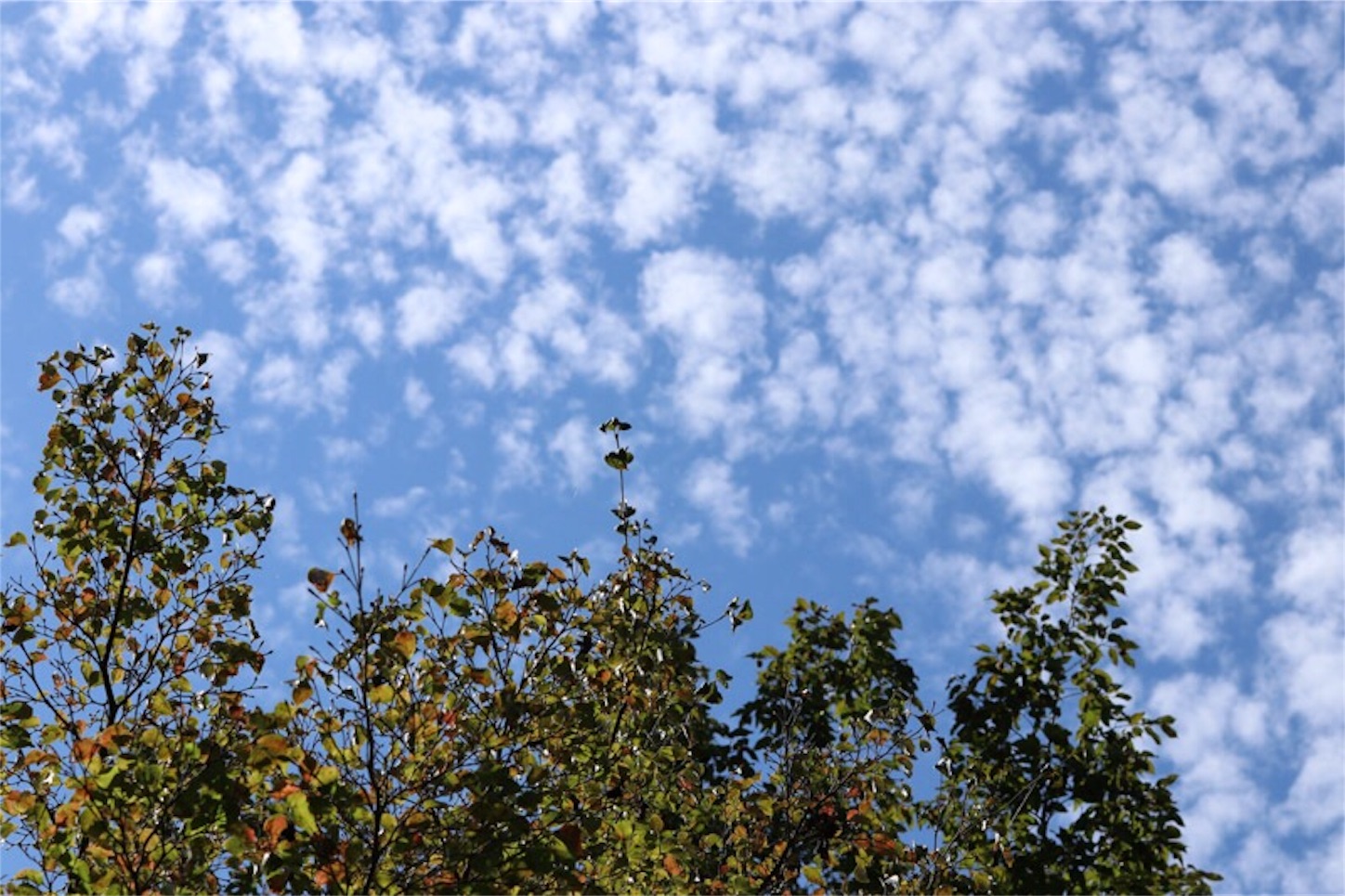 f:id:Jiroviolet:20190921205836j:image