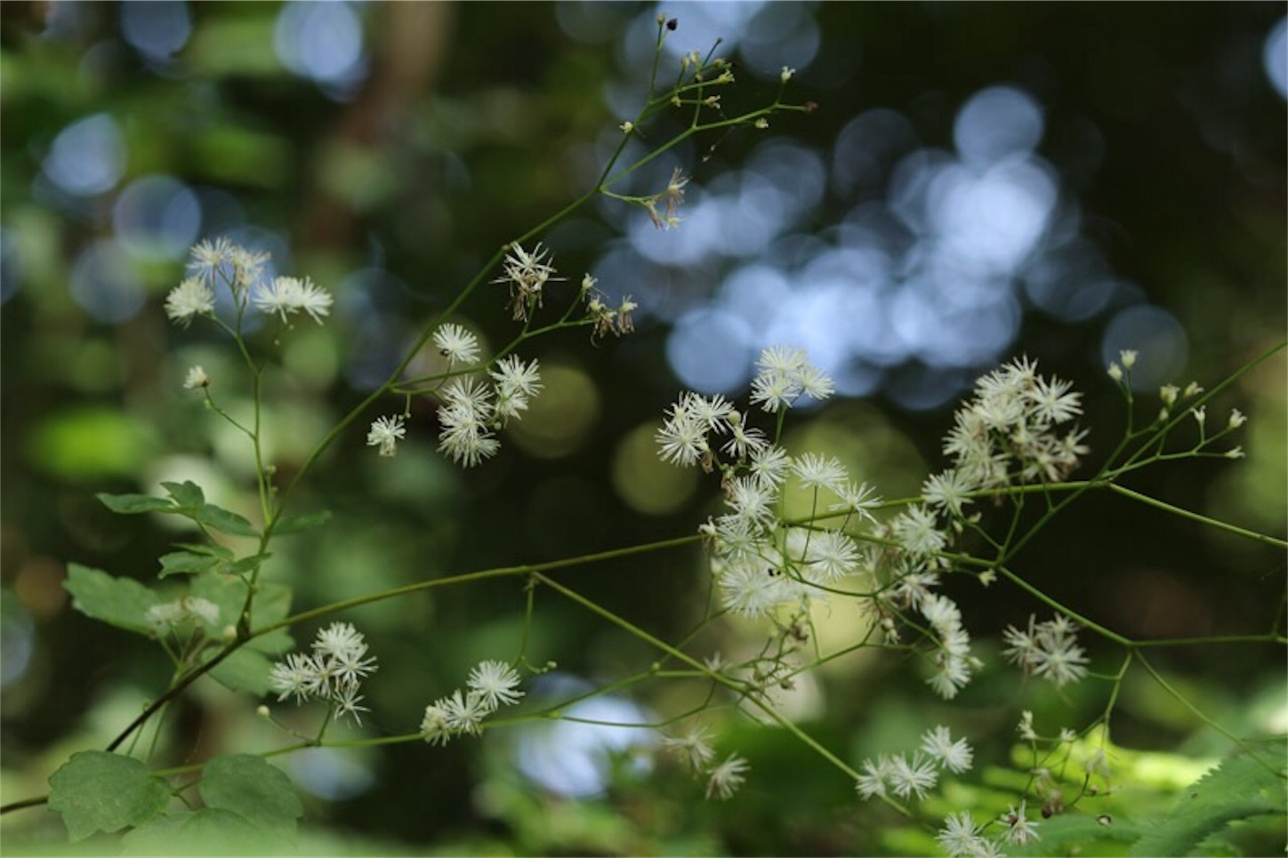 f:id:Jiroviolet:20190921210540j:image