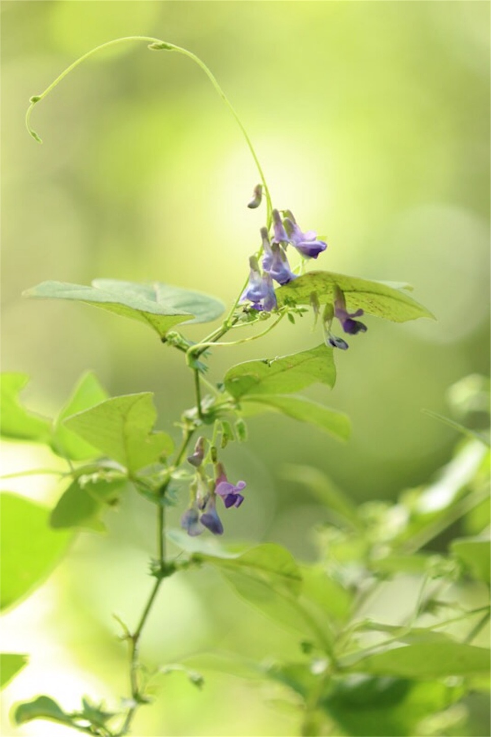 f:id:Jiroviolet:20190921211404j:image