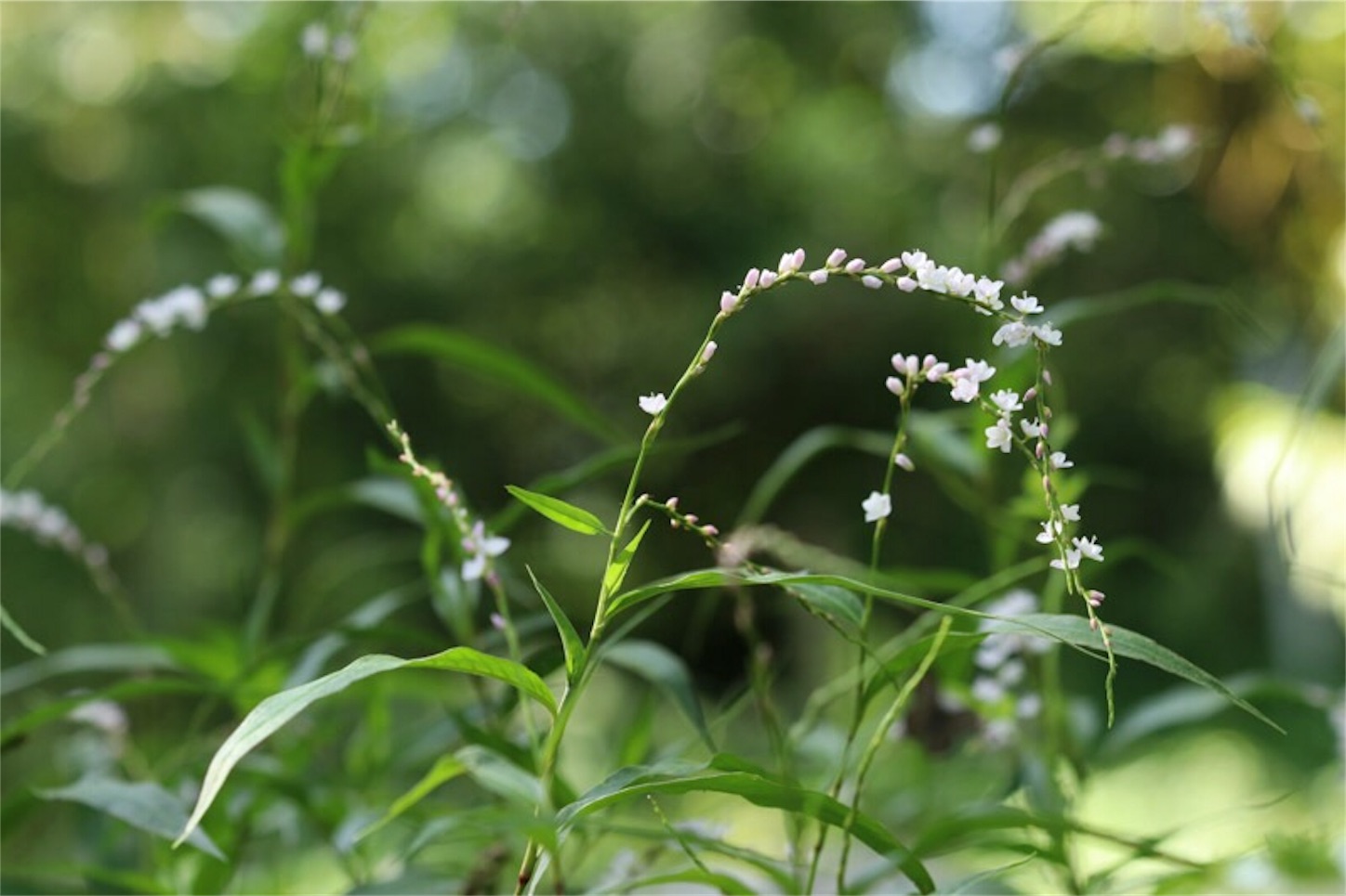 f:id:Jiroviolet:20190921211409j:image
