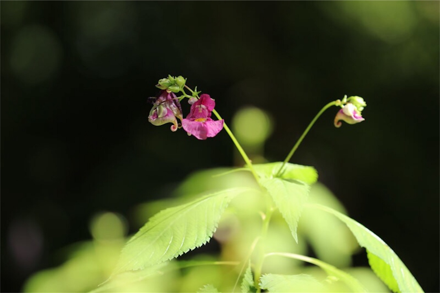 f:id:Jiroviolet:20190921211415j:image
