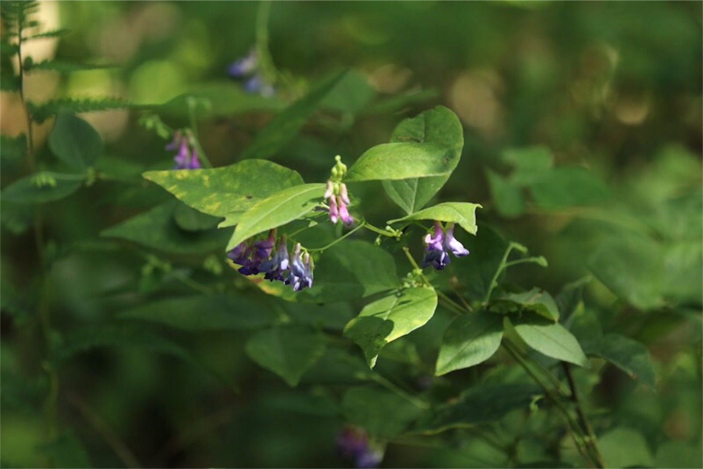 f:id:Jiroviolet:20190921211422j:image