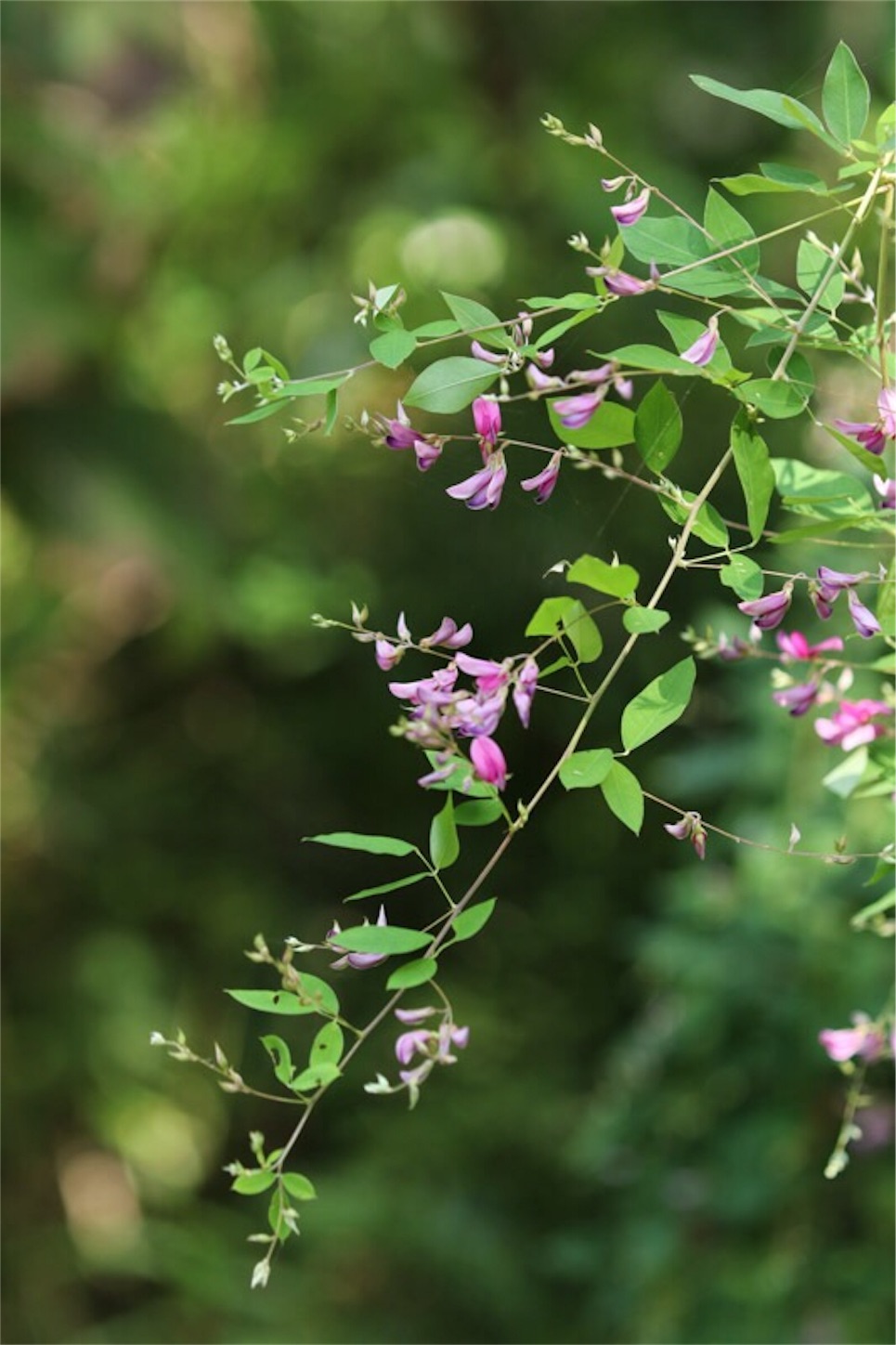 f:id:Jiroviolet:20190921211903j:image