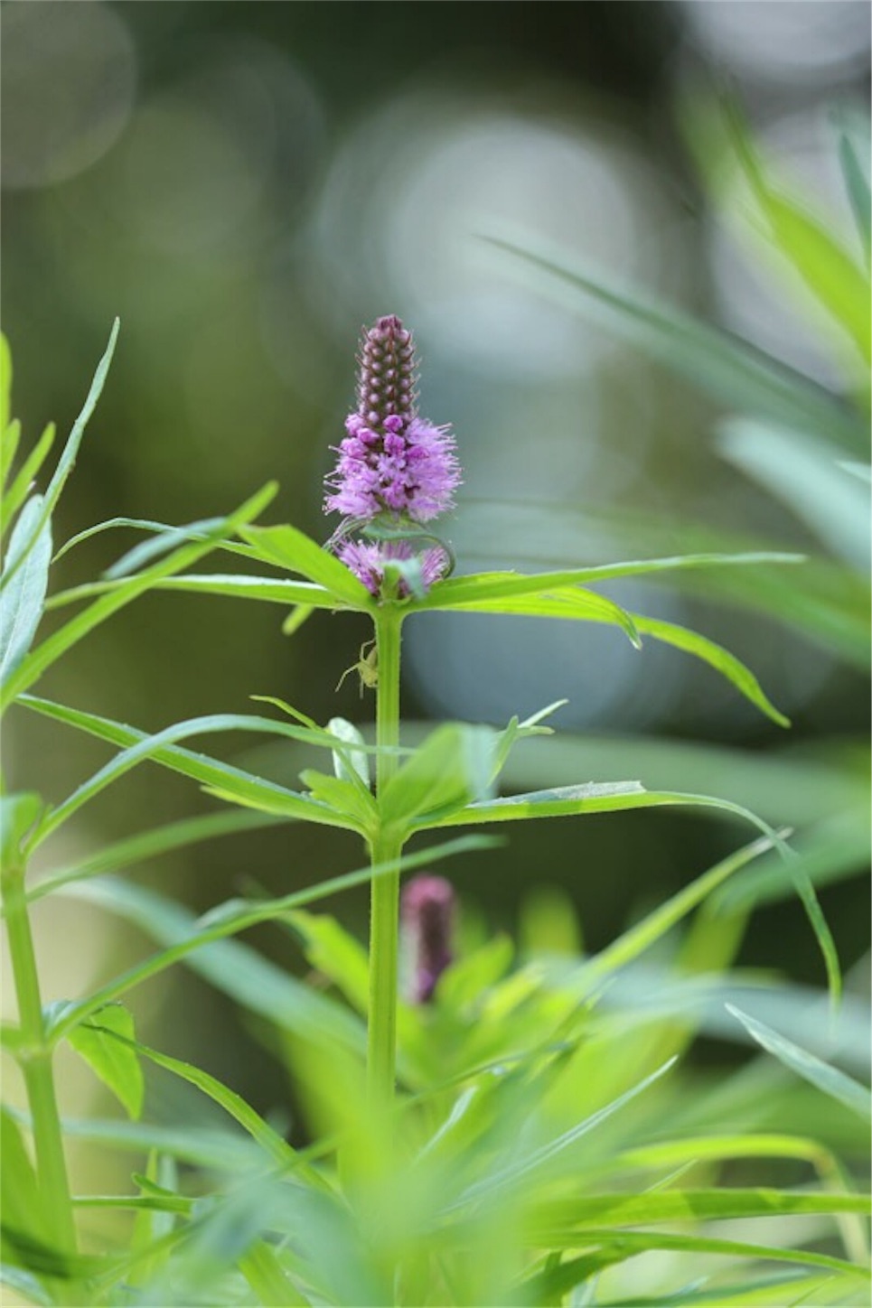 f:id:Jiroviolet:20190921212154j:image