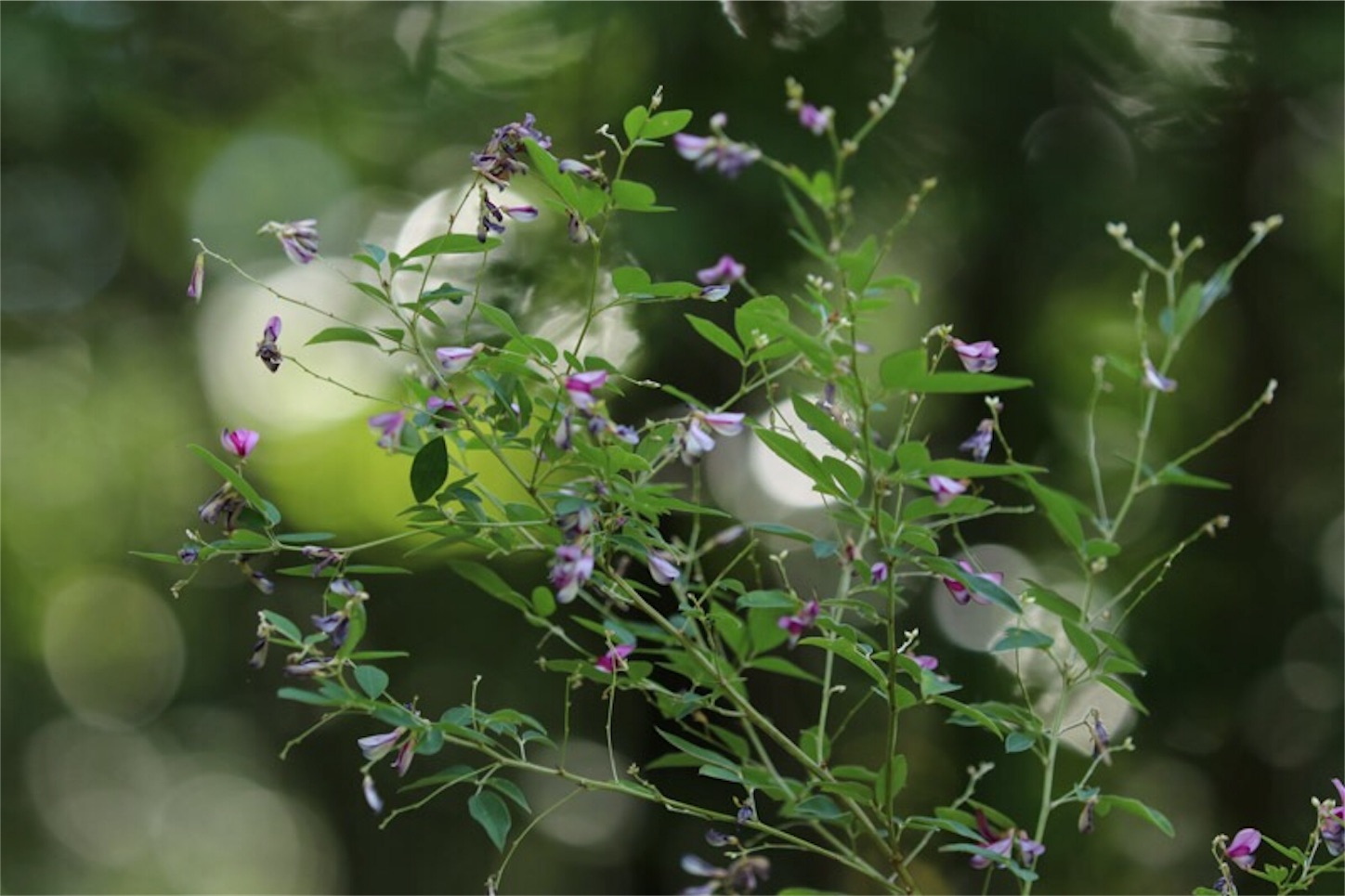 f:id:Jiroviolet:20190921212227j:image