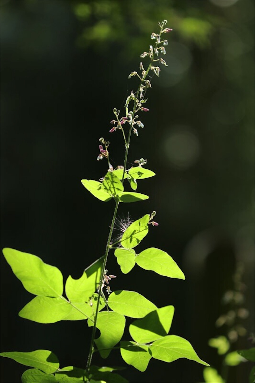 f:id:Jiroviolet:20190922090404j:image