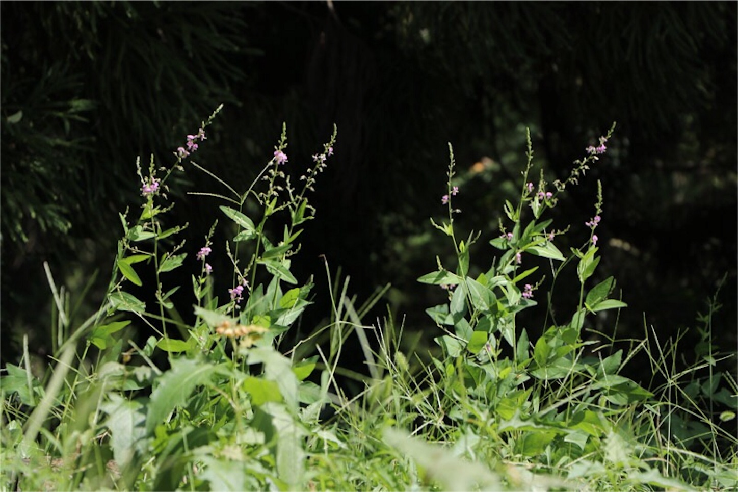 f:id:Jiroviolet:20190922090409j:image