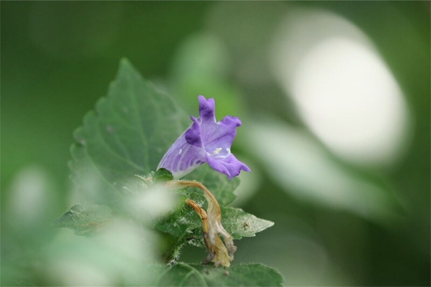 f:id:Jiroviolet:20190922090818j:image