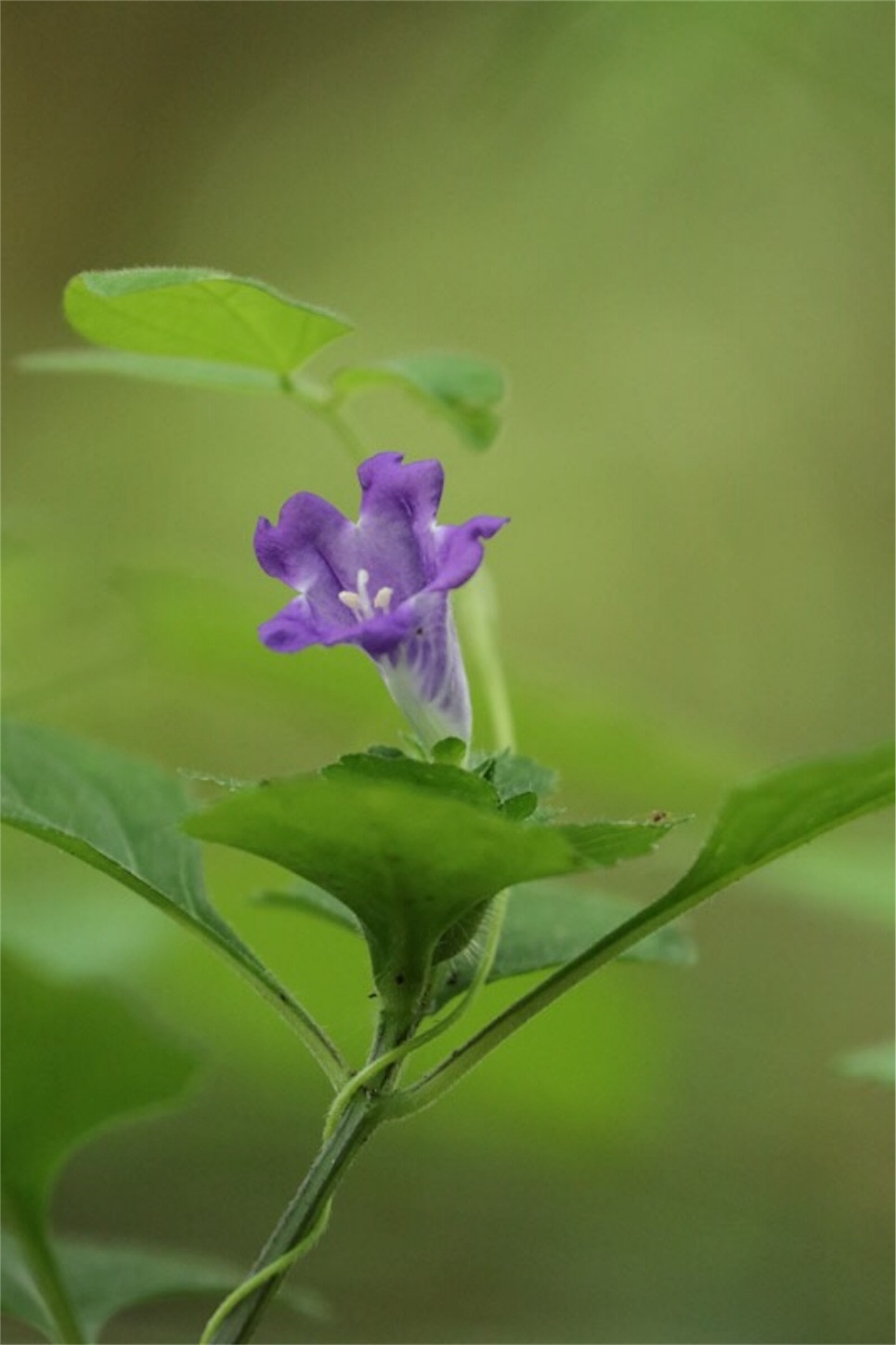 f:id:Jiroviolet:20190922090821j:image