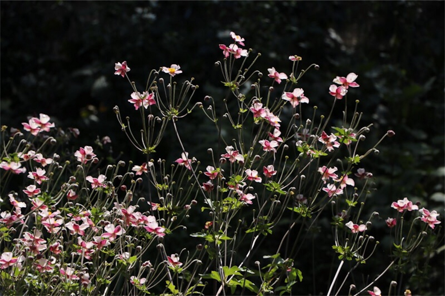 f:id:Jiroviolet:20190922092952j:image
