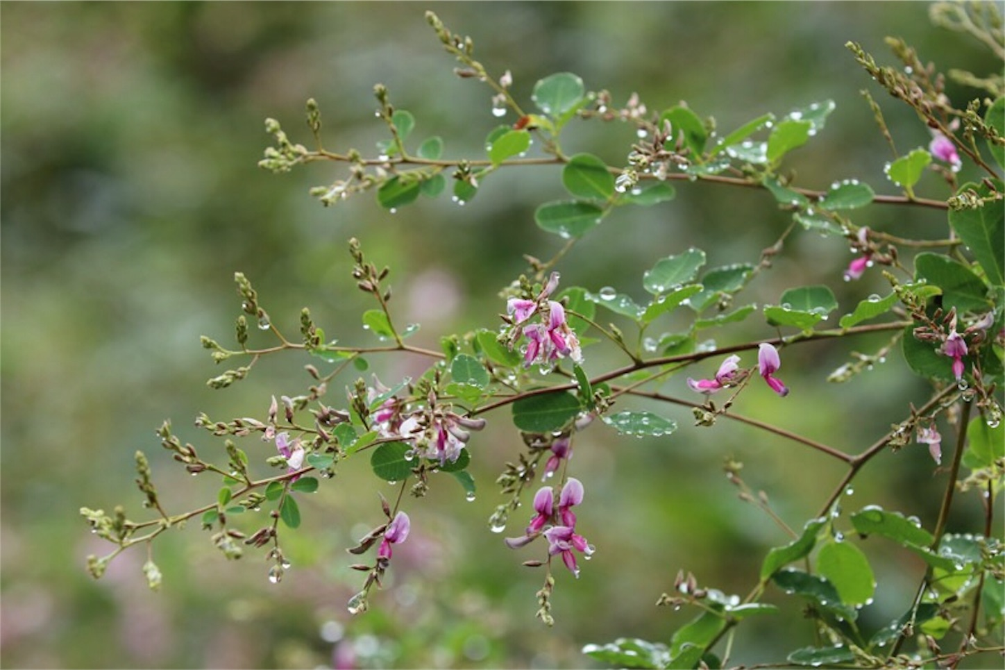 f:id:Jiroviolet:20190922200558j:image