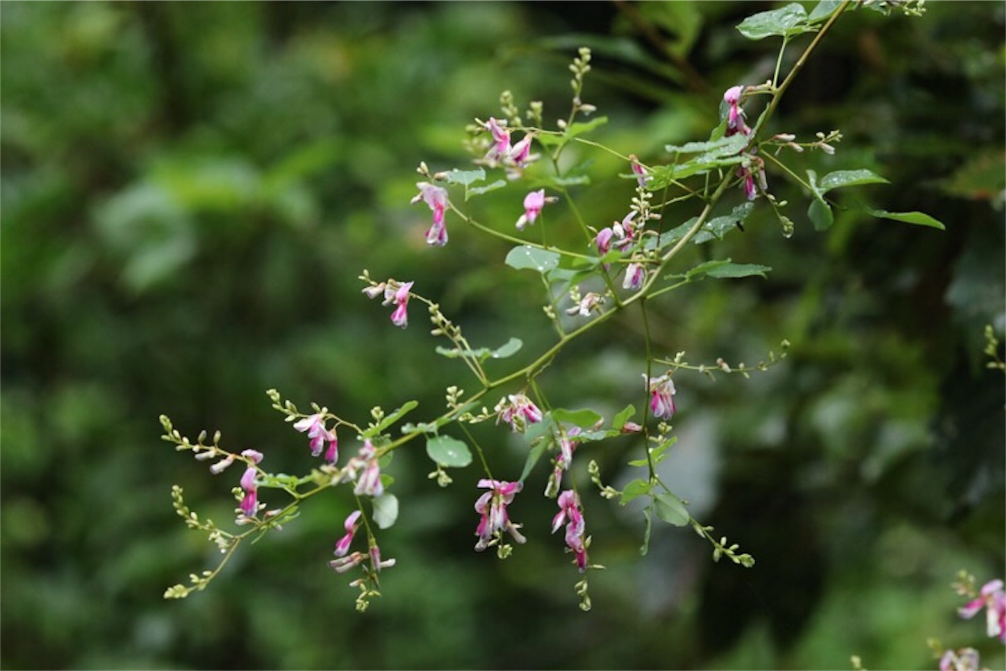 f:id:Jiroviolet:20190922200602j:image