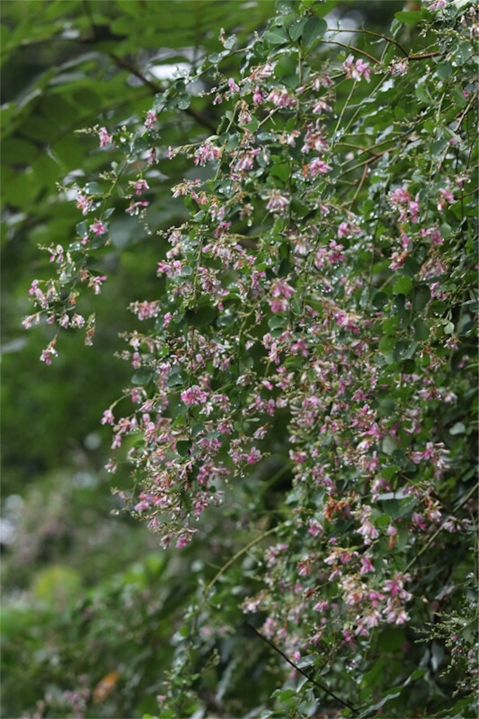 f:id:Jiroviolet:20190922200607j:image