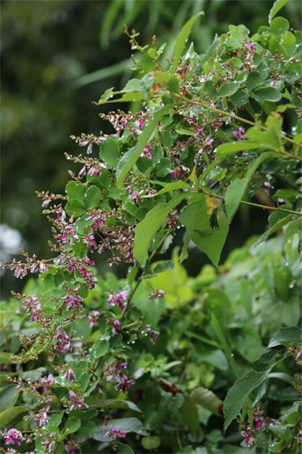f:id:Jiroviolet:20190922200610j:image