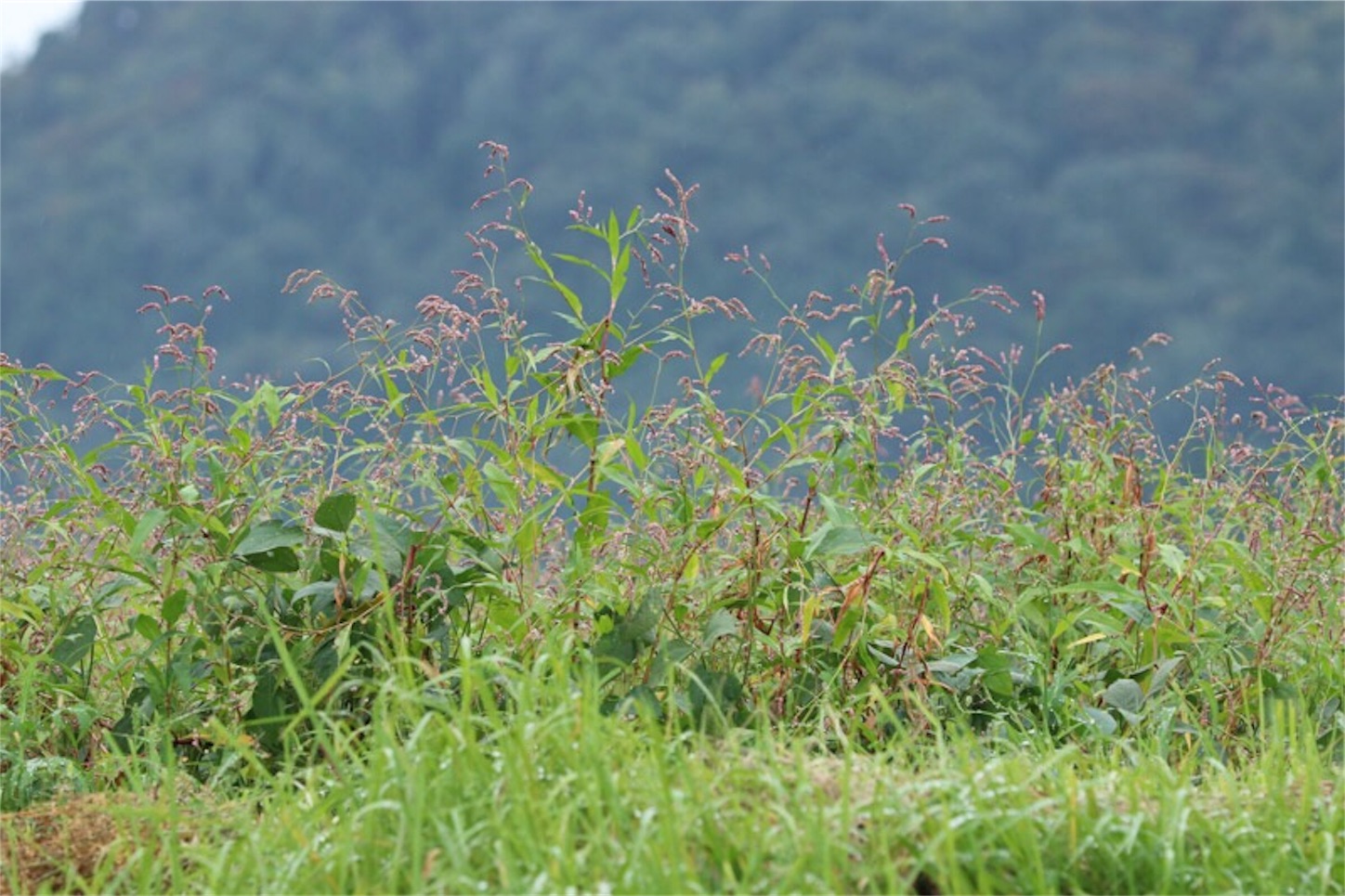 f:id:Jiroviolet:20190922210434j:image