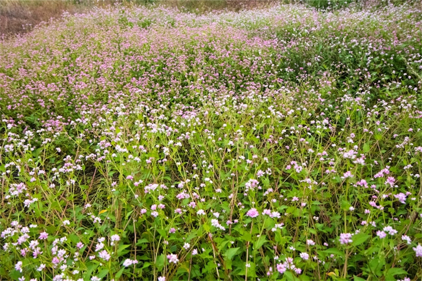 f:id:Jiroviolet:20191106195521j:image