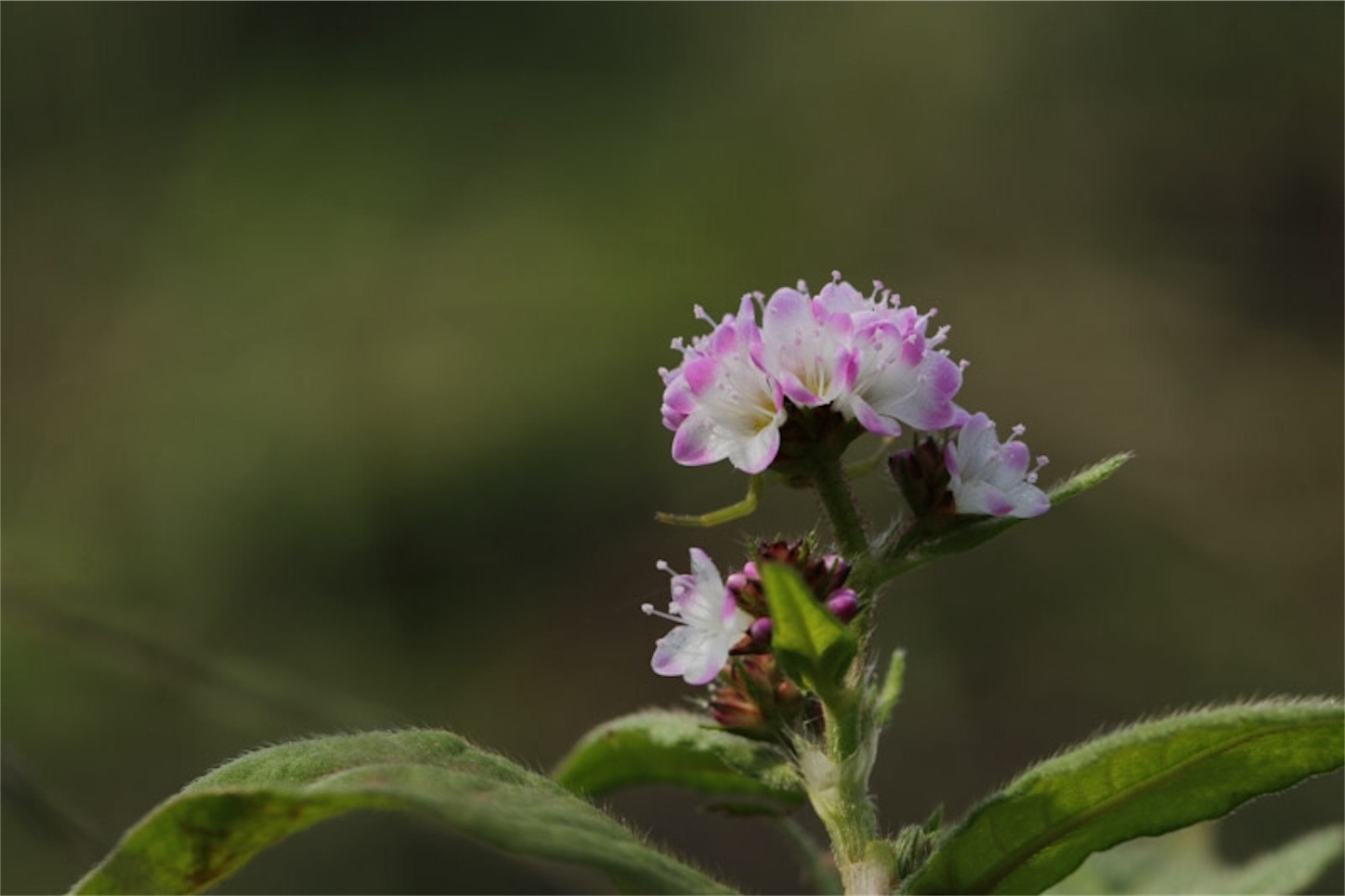 f:id:Jiroviolet:20191106195538j:image
