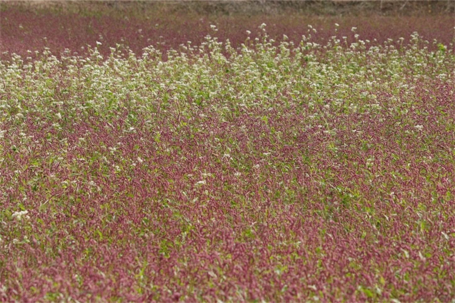 f:id:Jiroviolet:20191106200121j:image