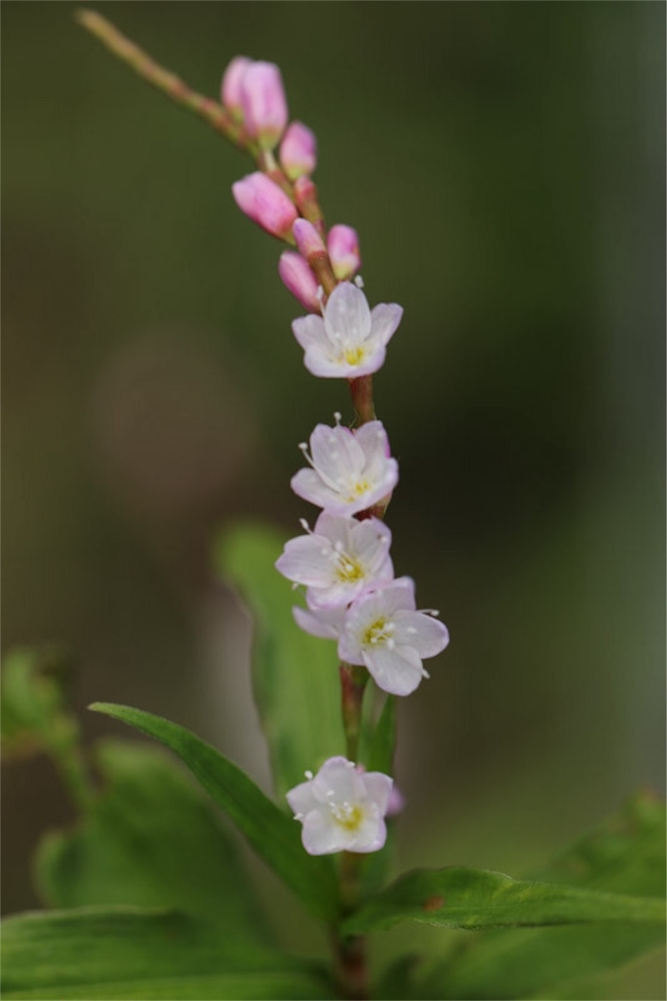 f:id:Jiroviolet:20191106200445j:image