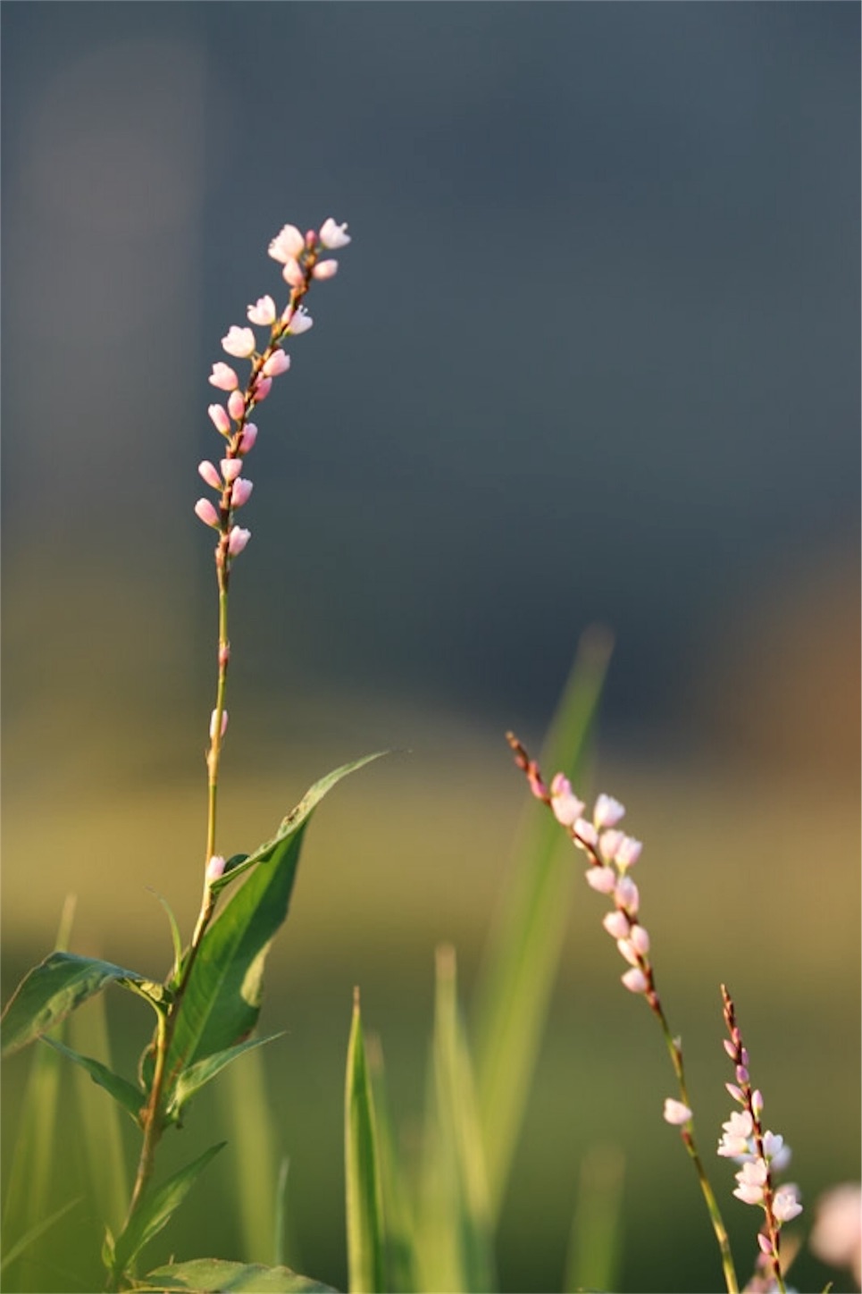 f:id:Jiroviolet:20191106200503j:image