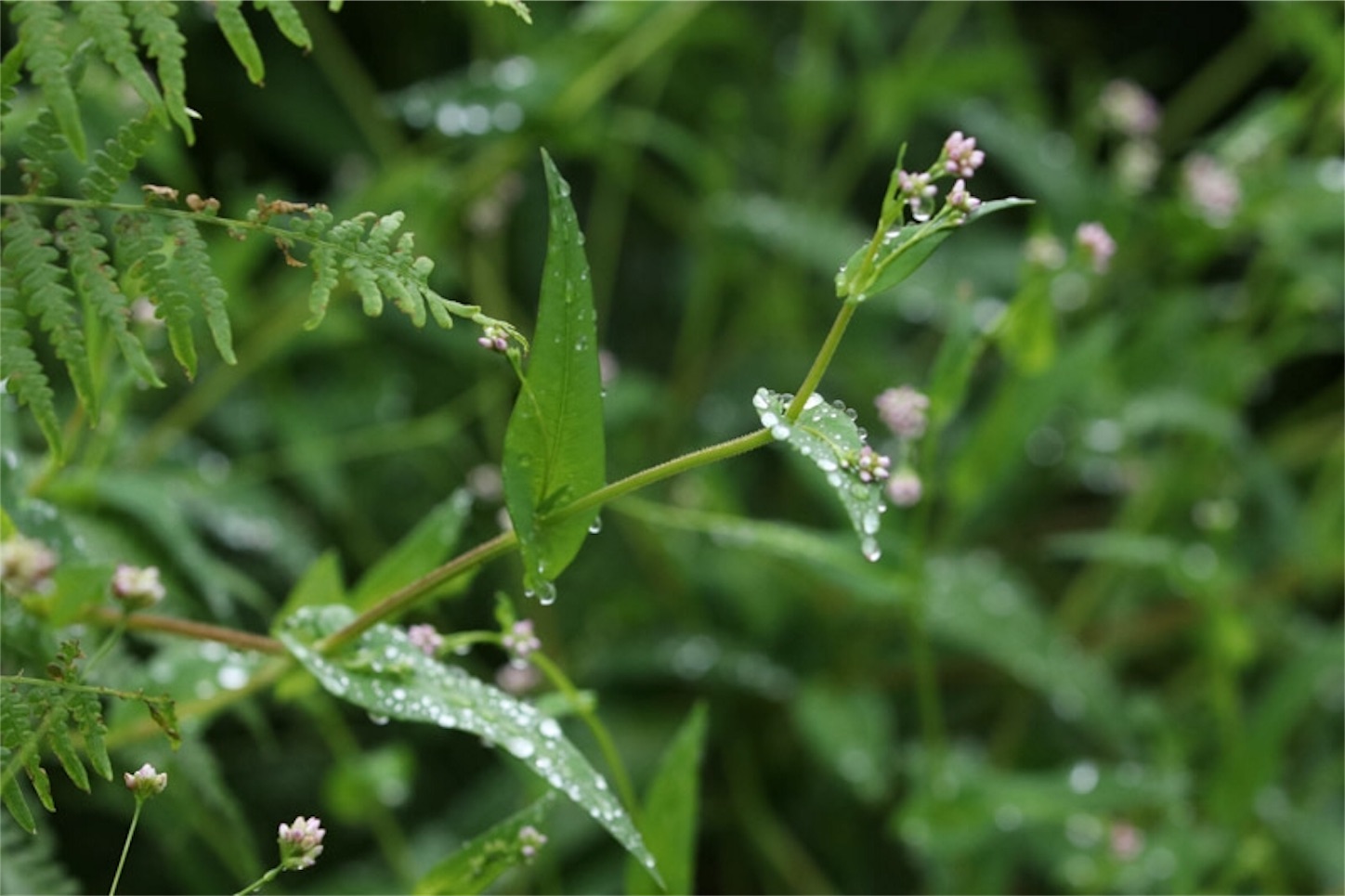 f:id:Jiroviolet:20191106200630j:image