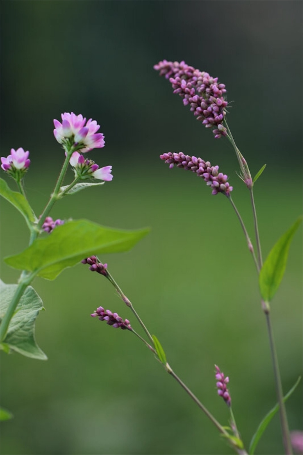 f:id:Jiroviolet:20191106201824j:image