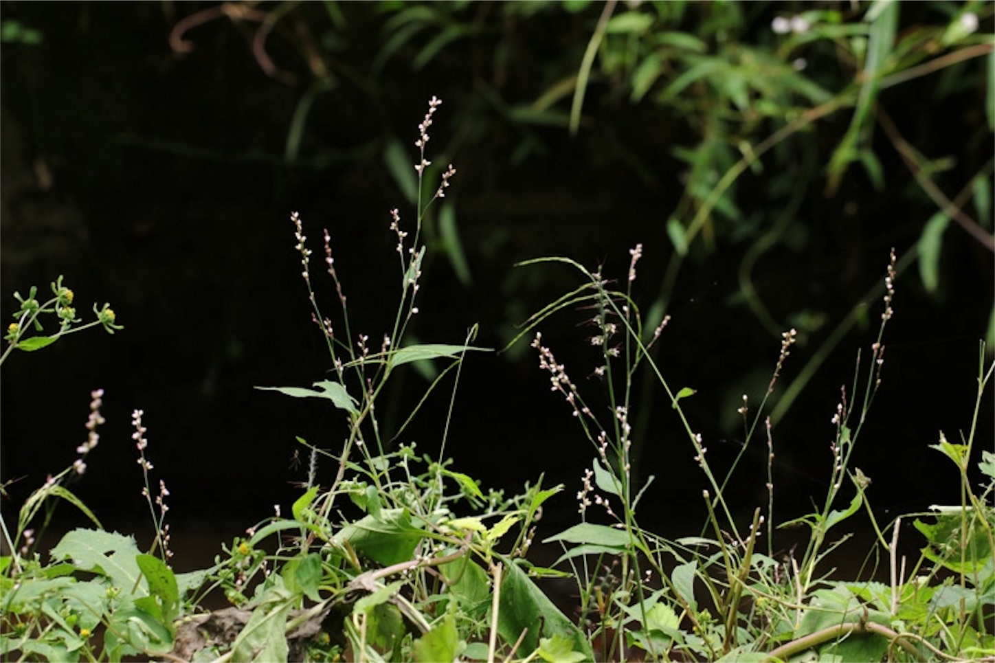 f:id:Jiroviolet:20191106201838j:image