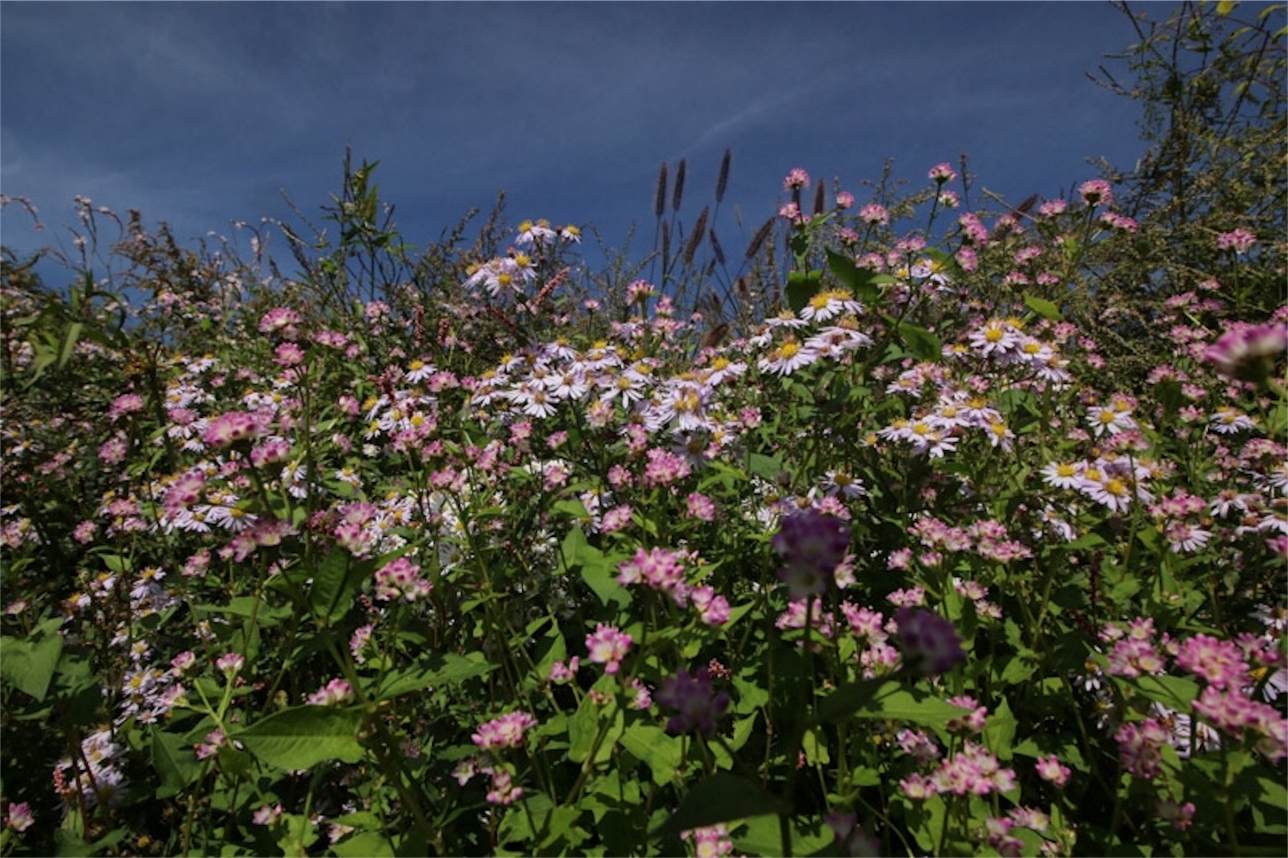 f:id:Jiroviolet:20191106202750j:image