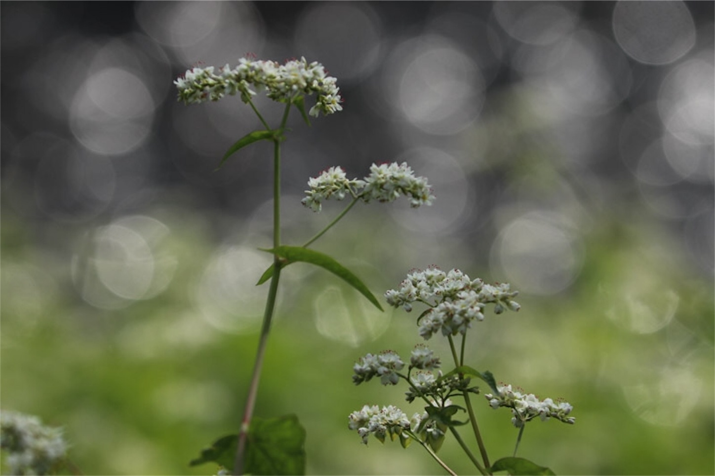 f:id:Jiroviolet:20191106202910j:image