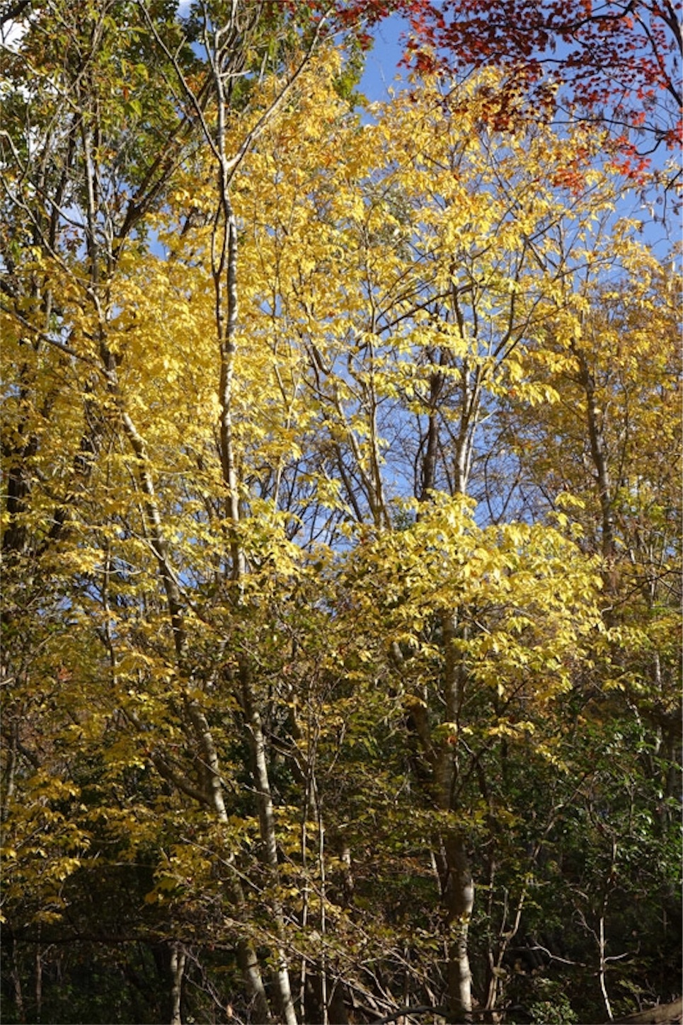f:id:Jiroviolet:20191113190329j:image f:id:Jiroviolet:20191113190329j:image